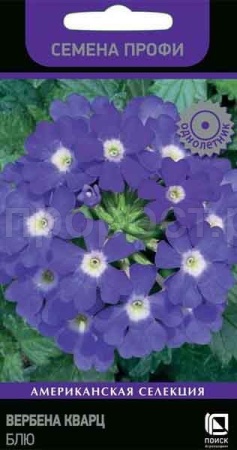Вербена Кварц Блю 10шт