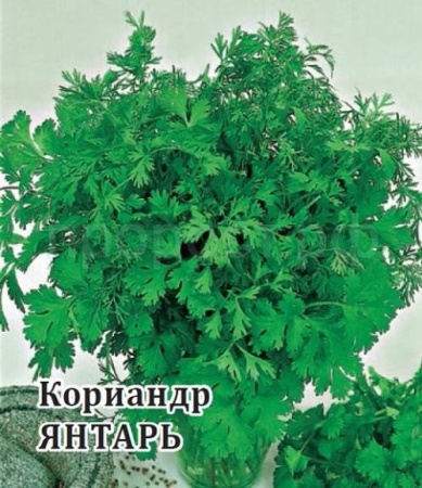 Кориандр Янтарь 25 г