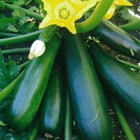 Seminis Фермерская Кабачок Диамант F1 500 шт