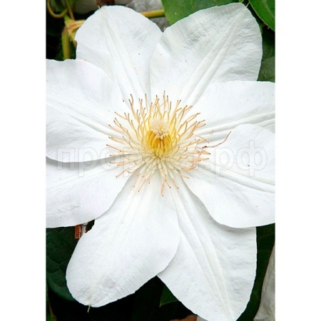 Клематис (капер) Мадам Ле Культр