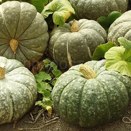 Сембат XXXL Тыква крупноплодная Зимняя сладкая 10г