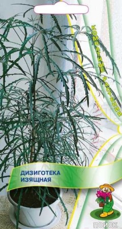 Дизиготека изящная 5шт