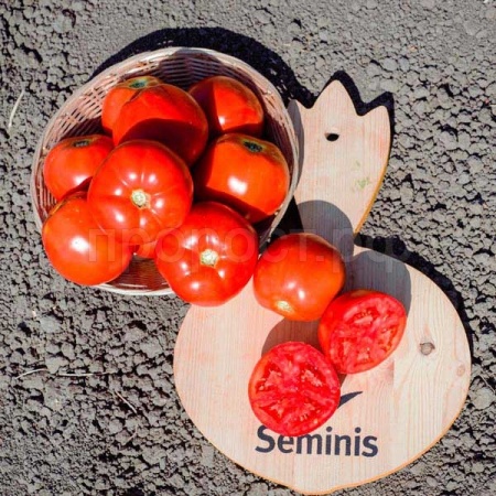 Seminis Фермерская Томат Таня F1 1000 шт