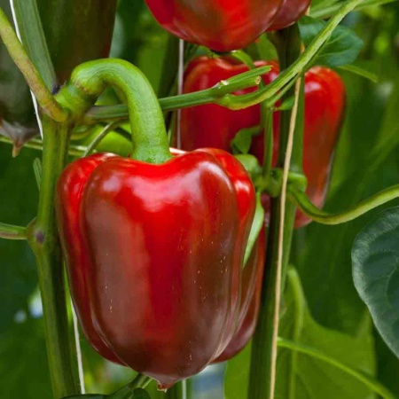 PROROST Перец сладкий Ласточка 0,2г