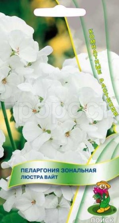 Пеларгония Люстра Вайт 5шт Пеларгония Люстра Вайт 5шт