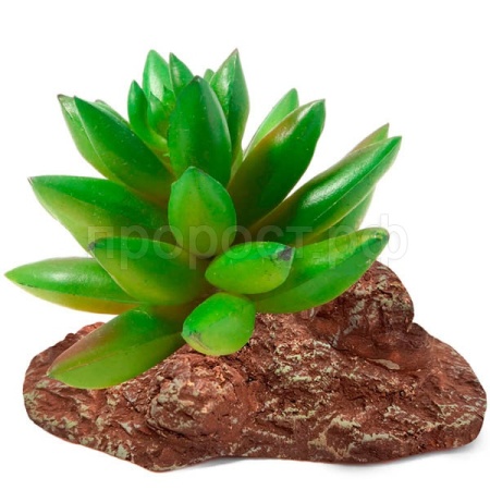 Растение Толстянка Laguna 95*70*90мм/84044002