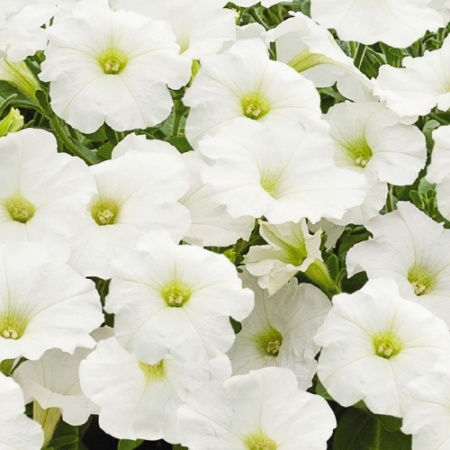 Редкие растения Петуния крупноцв. драже SUCCESS 360° White F1 10шт. 
