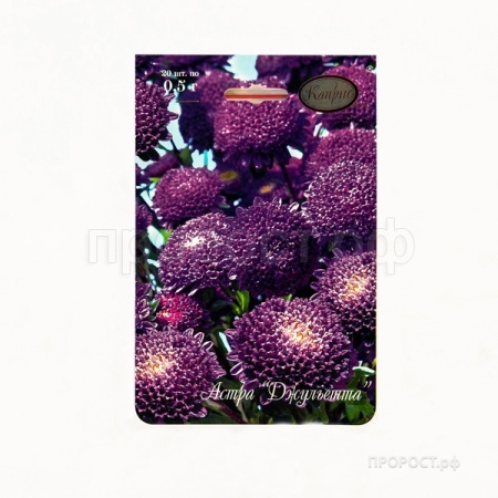 Астра Помпонная синяя Джульетта 20*0,5  Астра Помпонная синяя Джульетта 20*0,5