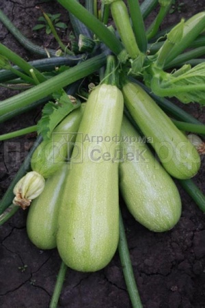 Седек Кабачок Ажур F1 1г 