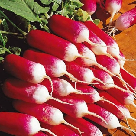 PROROST XXXL Редис Французский завтрак 10г