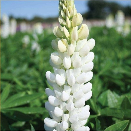 З.У. Люпин белый 1 кг. (10шт/уп)