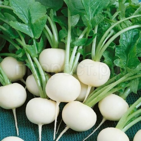 Гавриш Фермерская Дайкон Саша 10 гр 