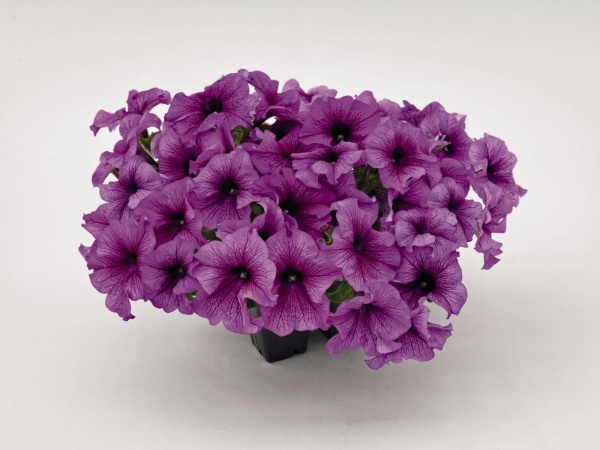 Петуния крупноцв. драже SUCCESS 360° Purple F1 10шт. Петуния крупноцв. драже SUCCESS 360° Purple F1 10шт.